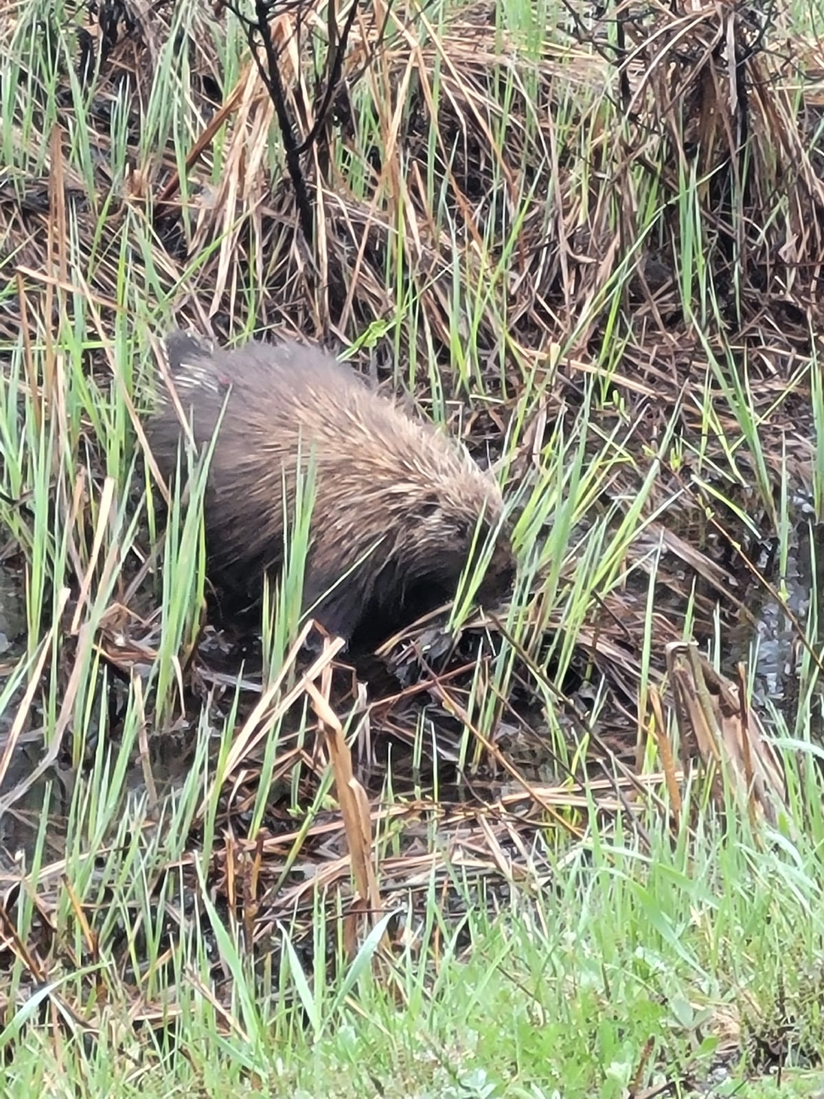 North American Porcupine (Erethizon dorsatum)