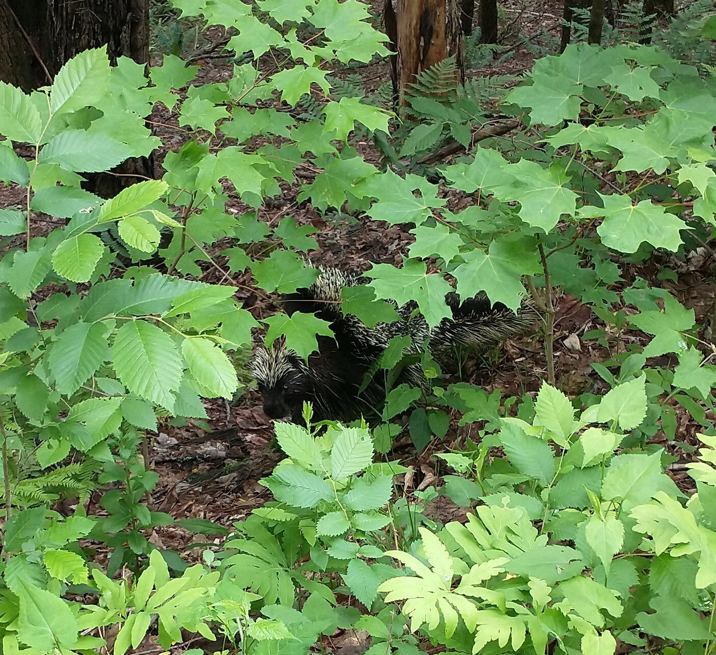 North American Porcupine (Erethizon dorsatum)