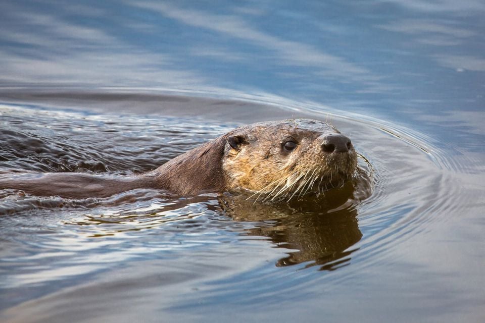 River Otter (Lontra canadensis)