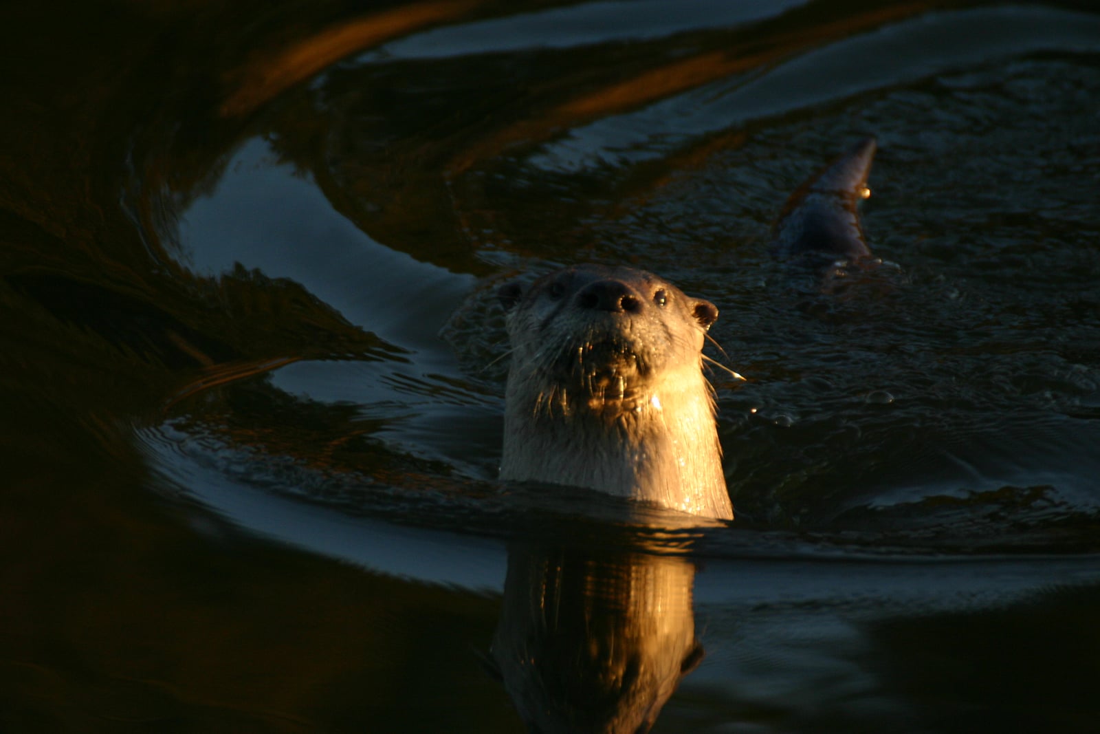 Lontra canadensis -536750754