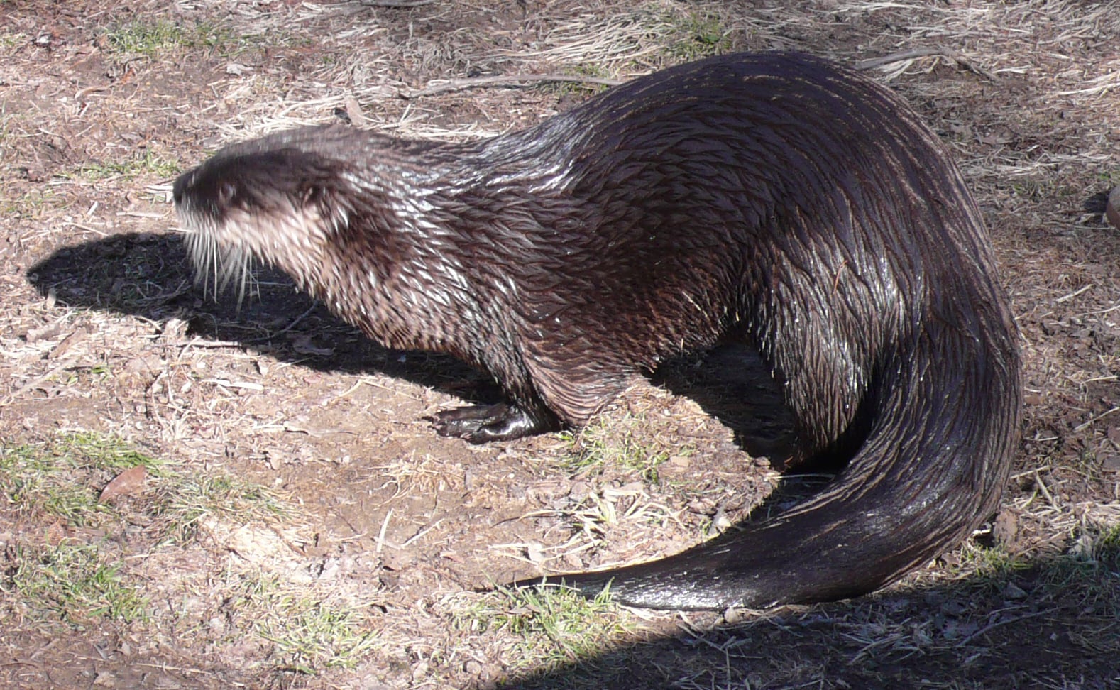 Lontra canadensis side view