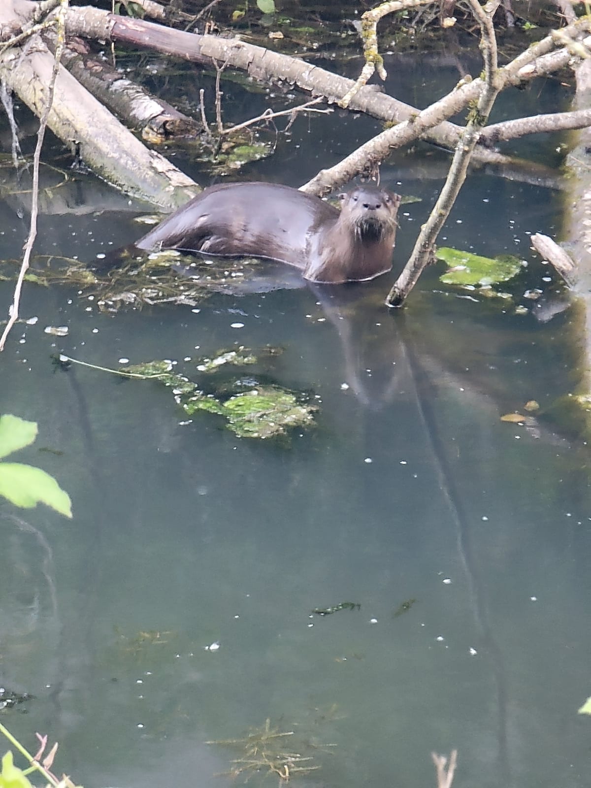 North American River Otter (Lontra canadensis)
