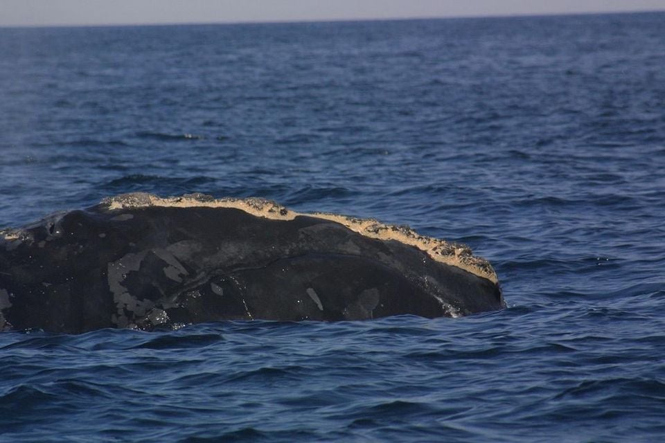 Live North Atlantic right whale head at the surface, rough pale callosity patches visible on the rostrum