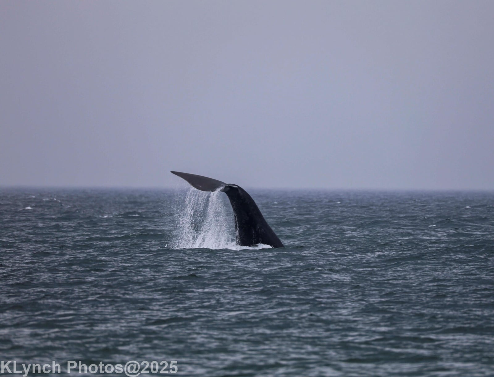 North Atlantic Right Whale (Eubalaena glacialis)