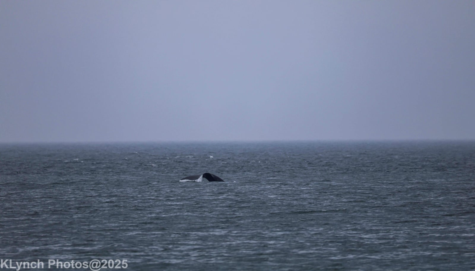 North Atlantic Right Whale (Eubalaena glacialis)