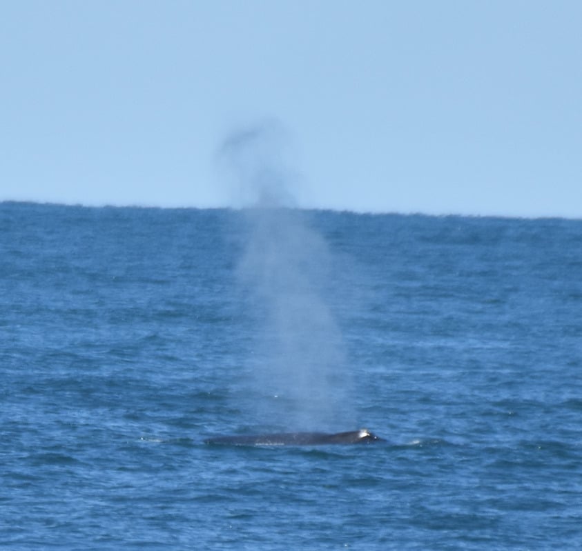 North Atlantic Right Whale (Eubalaena glacialis)