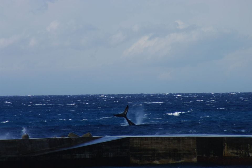 North Pacific Right Whale, Niijima, March 2, 2011 by Aramusha A