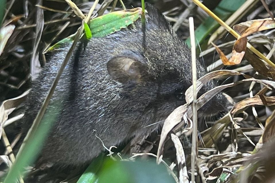 Live northeastern marsh rice rat peering out from dense dry grass and green shoots
