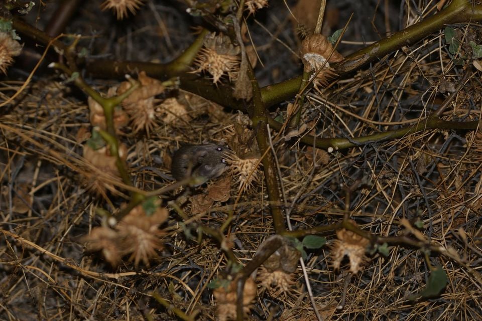 Northern Baja Deer Mouse (Peromyscus fraterculus)