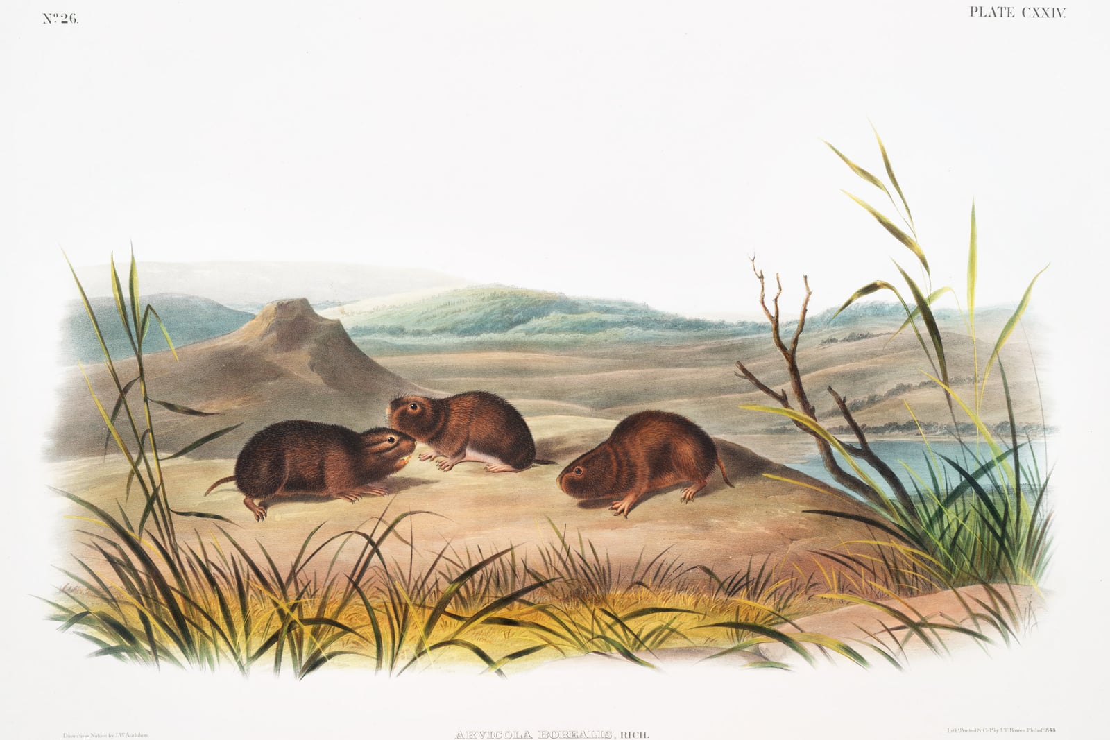 Illustration: northern bog lemmings (as Arvicola borealis) from John Woodhouse Audubon's 1845 Northern Meadow-Mouse plate