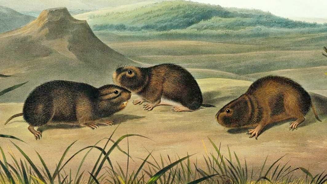Illustration: detail of three northern bog lemmings from Audubon's 1845 Northern Meadow-Mouse plate