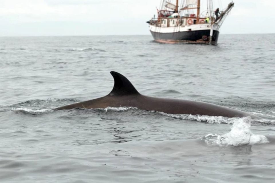 Hyperoodon ampullatus fin