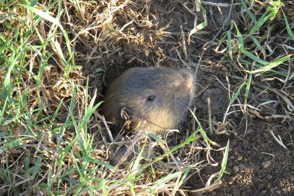 Northern California pocket gopher (Megascapheus laticeps)