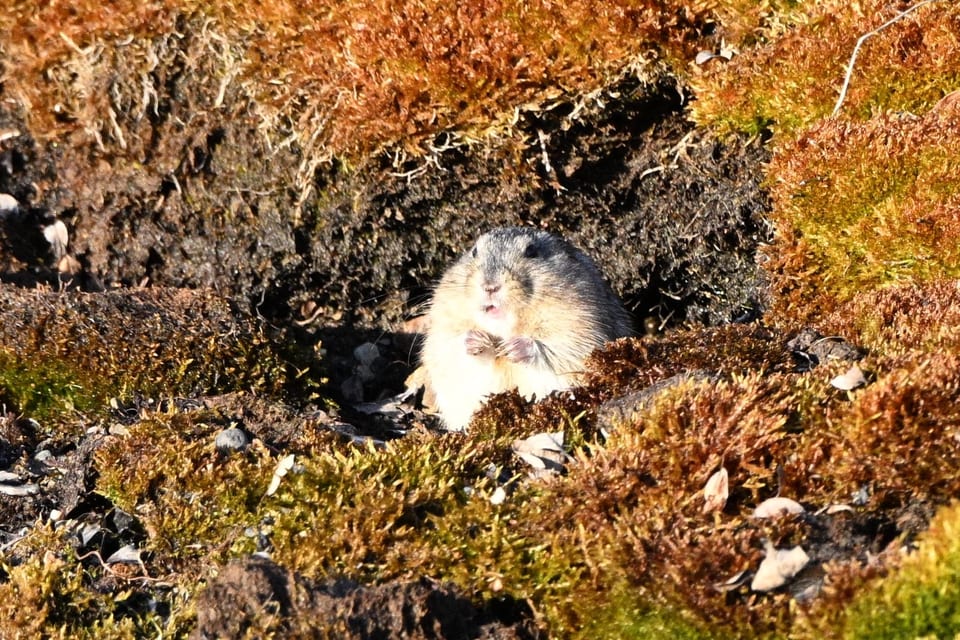 Northern Collared Lemming (Dicrostonyx groenlandicus)