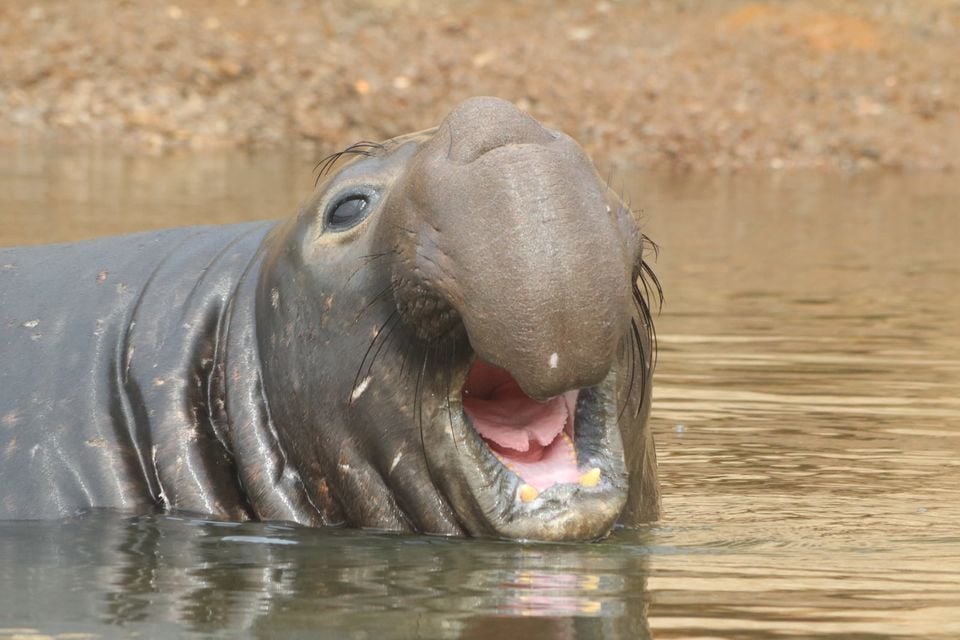Northern Elephant Seal calling