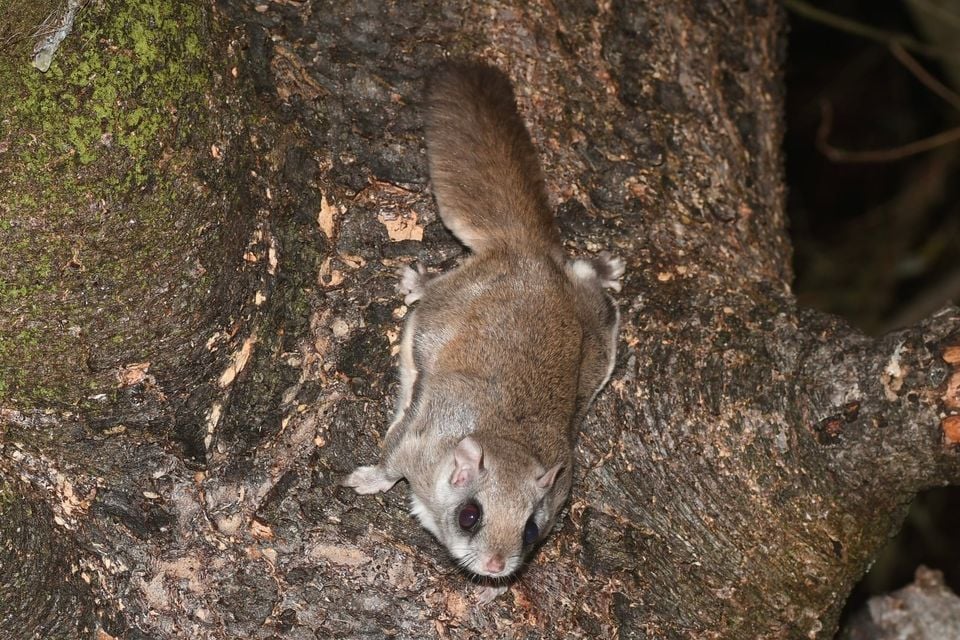 Northern Flying Squirrel (Glaucomys sabrinus)