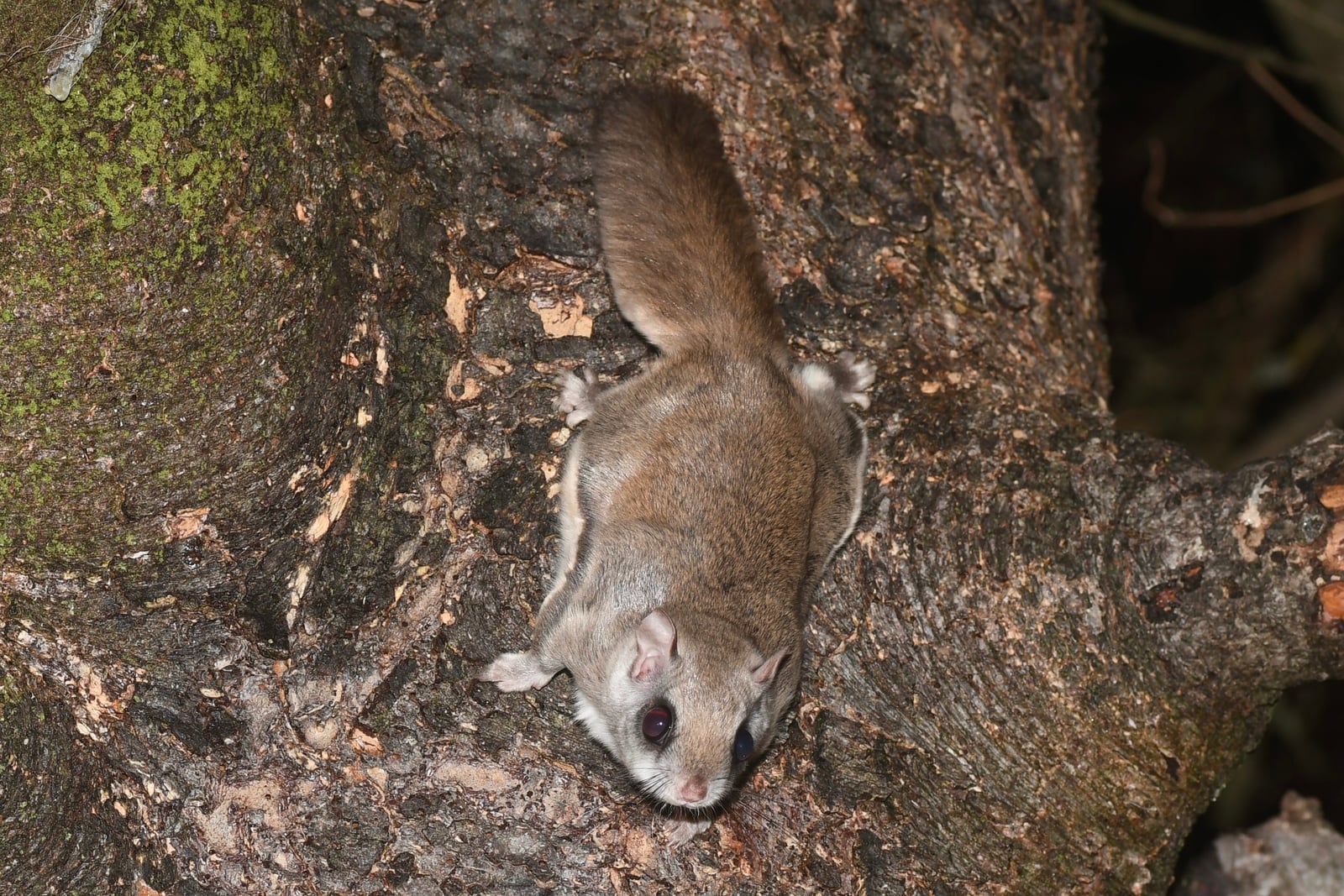 Northern Flying Squirrel (Glaucomys sabrinus)