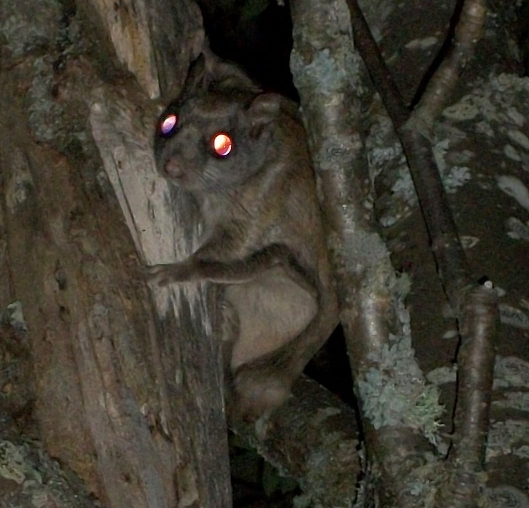Northern Flying Squirrel