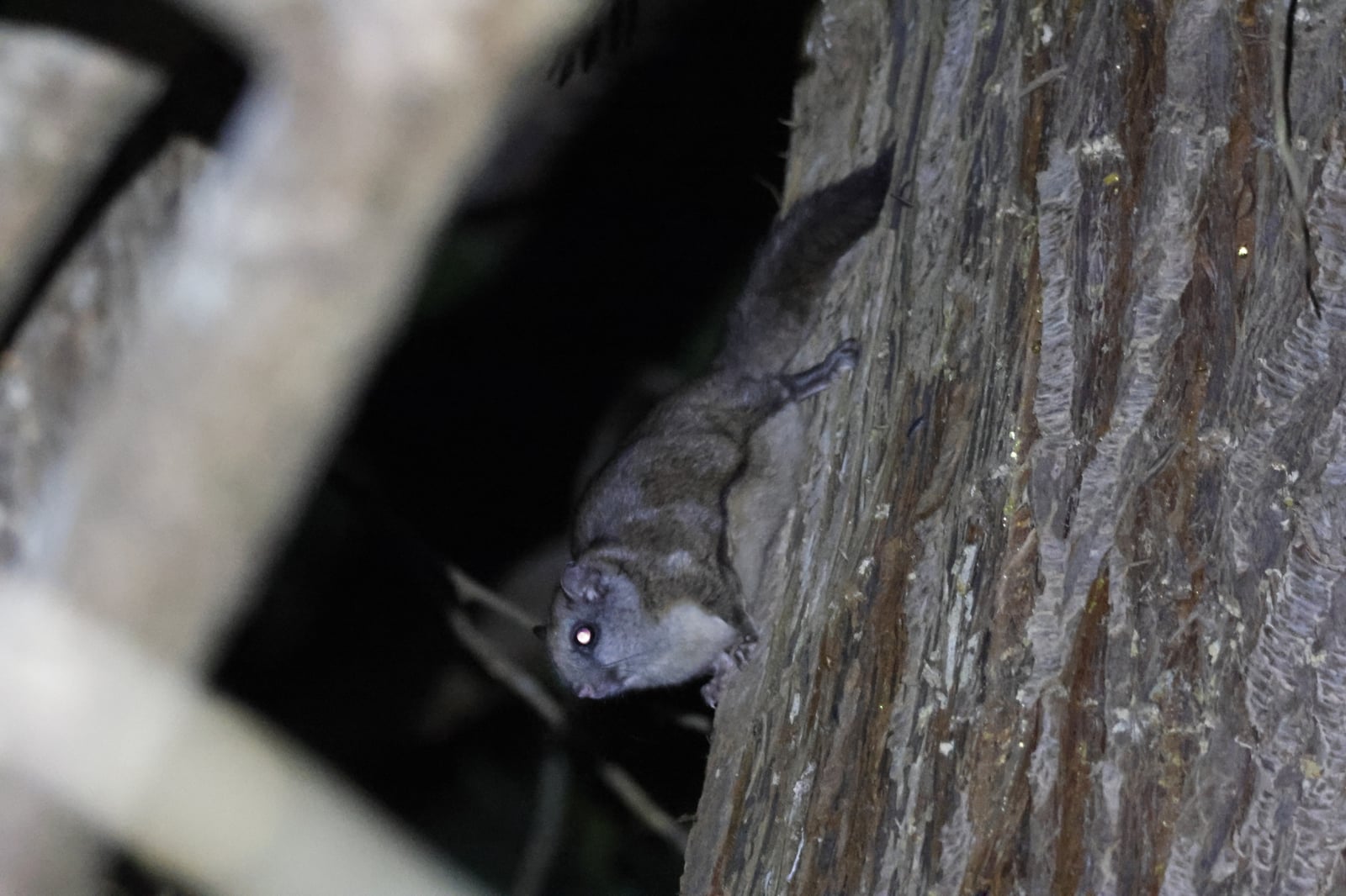 Northern Flying Squirrel (Glaucomys sabrinus)