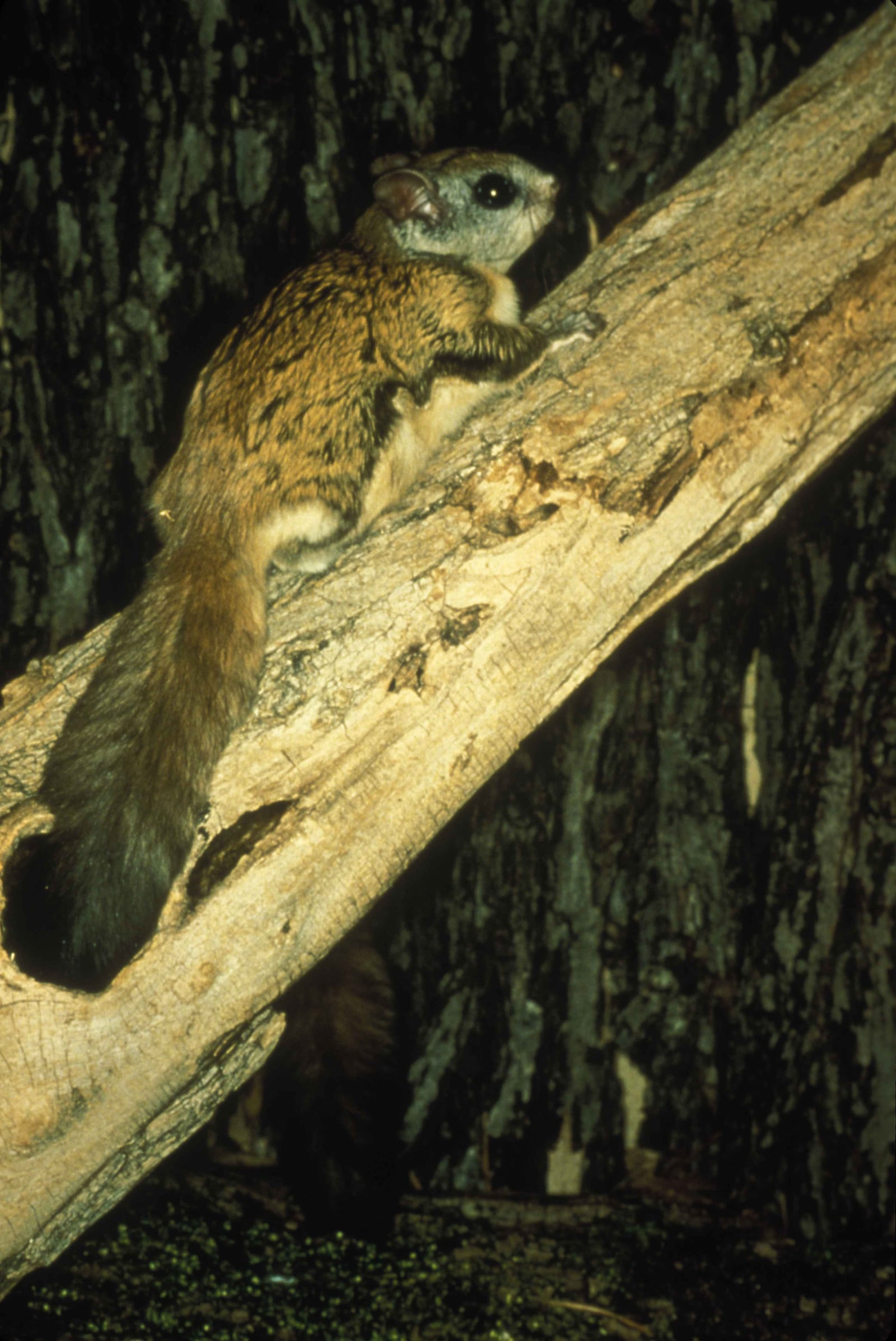 Virginia northern flying squirrel on a tree glaucomys sabrinus fuscus