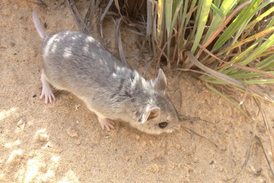 Northern grasshopper mouse walking beside desert grass