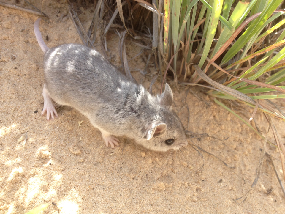 Northern grasshopper mouse walking beside desert grass