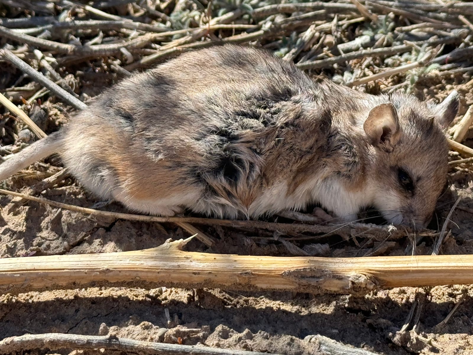 Northern grasshopper mouse resting low among dry stems