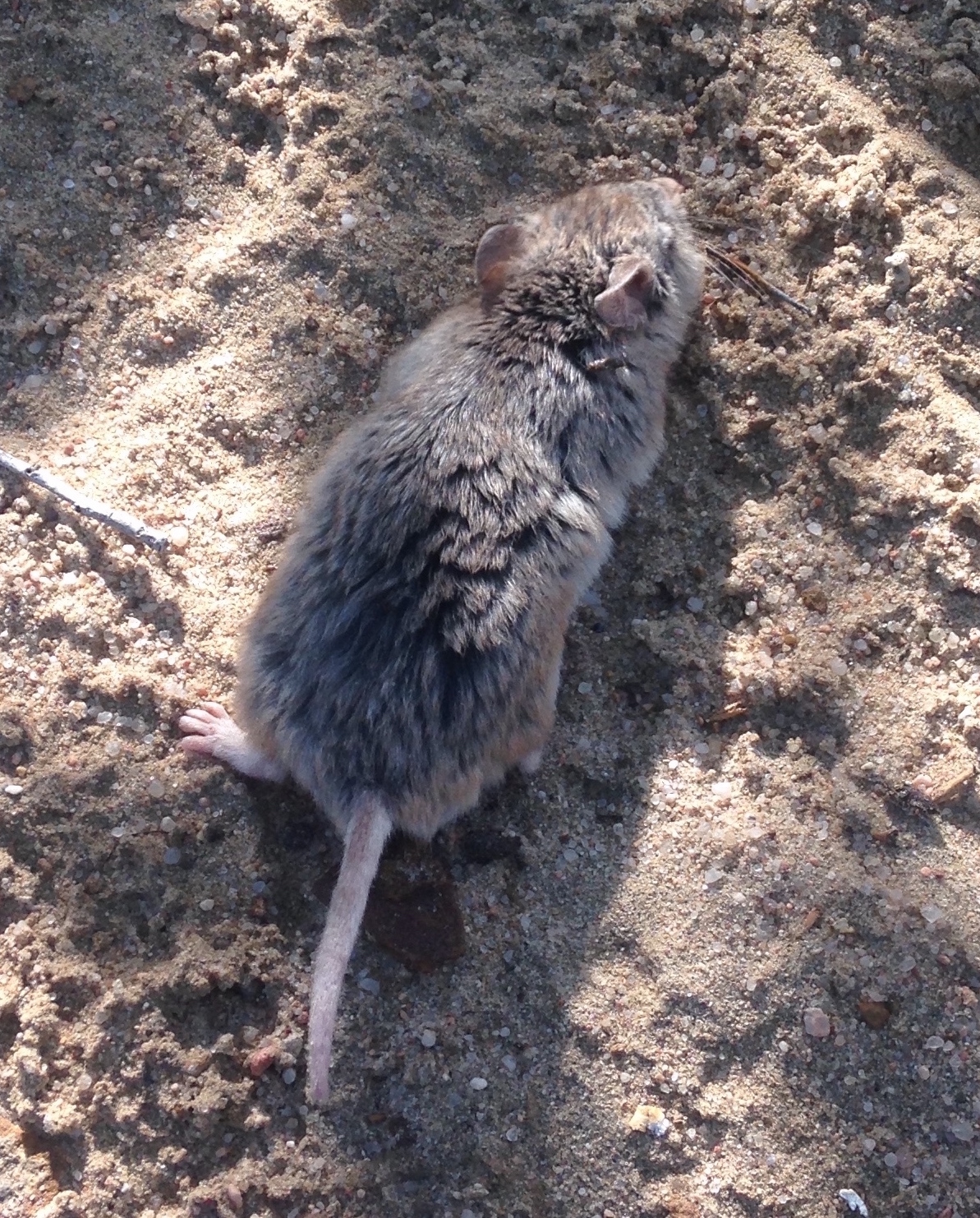 Northern grasshopper mouse on sandy soil from above