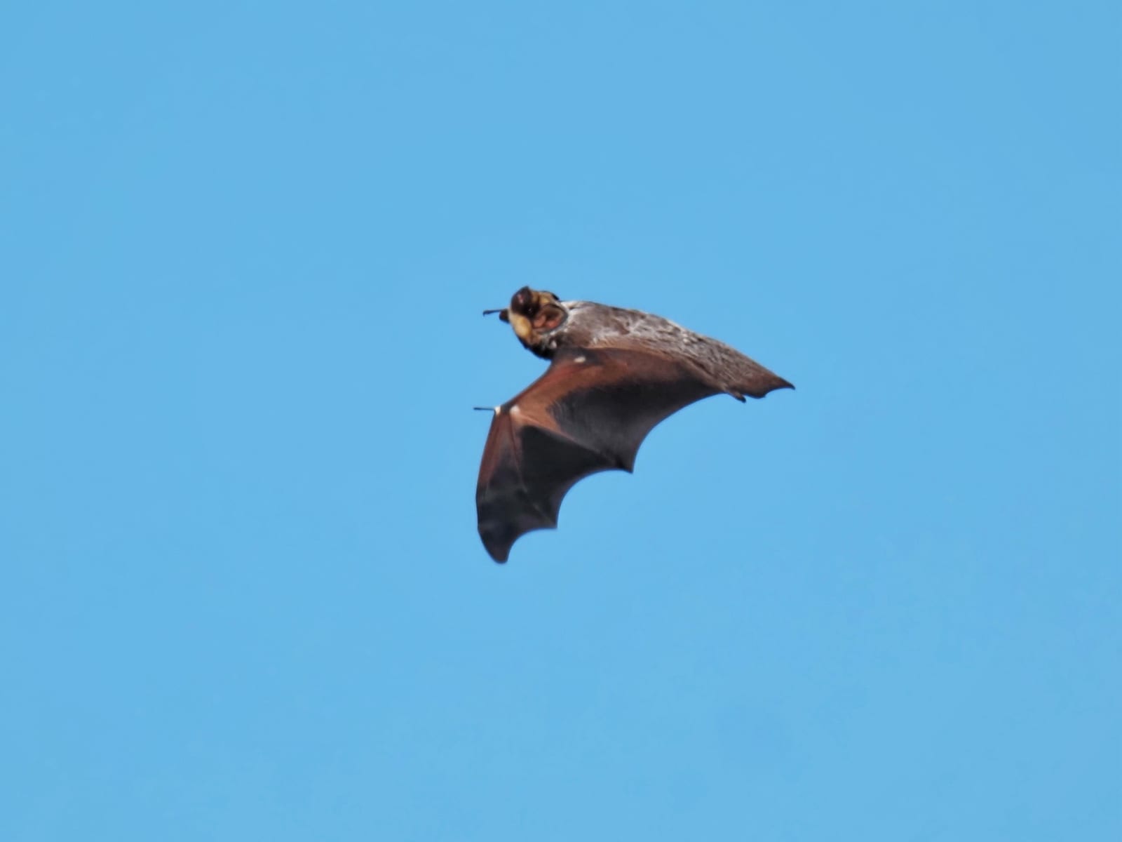 Hoary bat in flight against blue sky, wings spread to show its yellow throat patch and heavily frosted fur