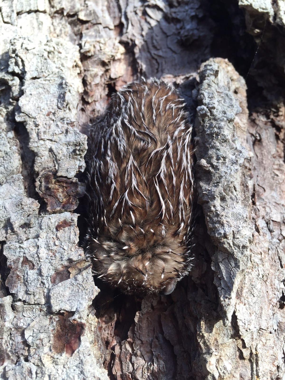 Hoary bat roosting in a tree bark hollow, frosted fur blending with the surrounding lichen