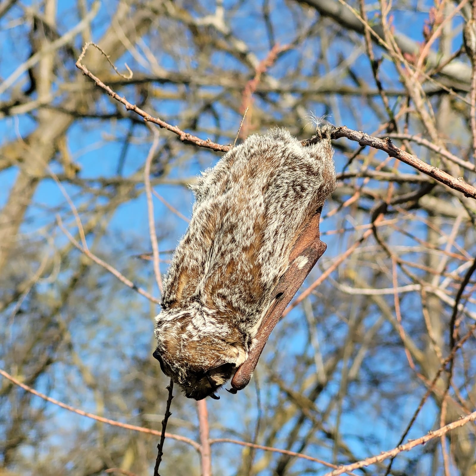 Hoary bat hanging from an exposed branch in daylight, showing its full frosted coat