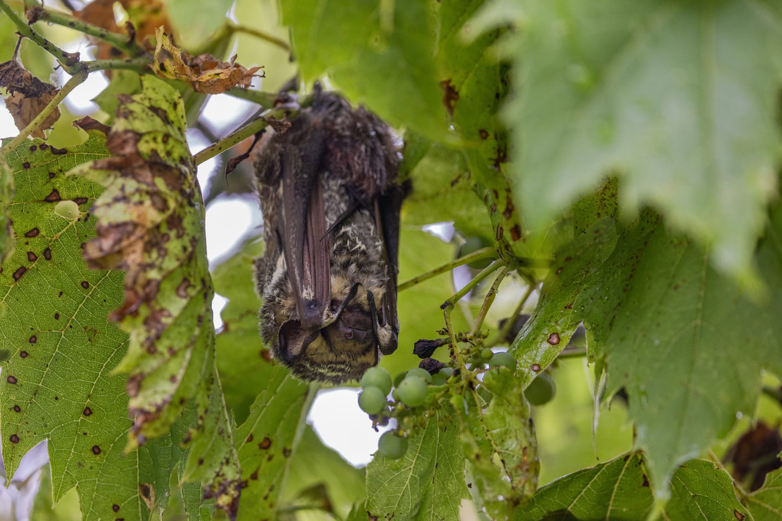 Hoary bat roosting among grapevine foliage, a typical solitary tree roost