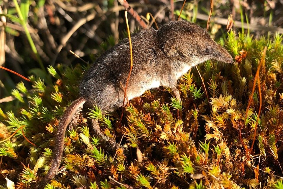 Live northern montane shrew standing alert on sunlit sphagnum moss with dry grass stems around it