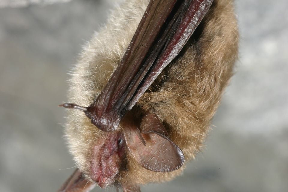 Northern myotis hanging head-down from a rock ceiling, long ears and tan fur visible