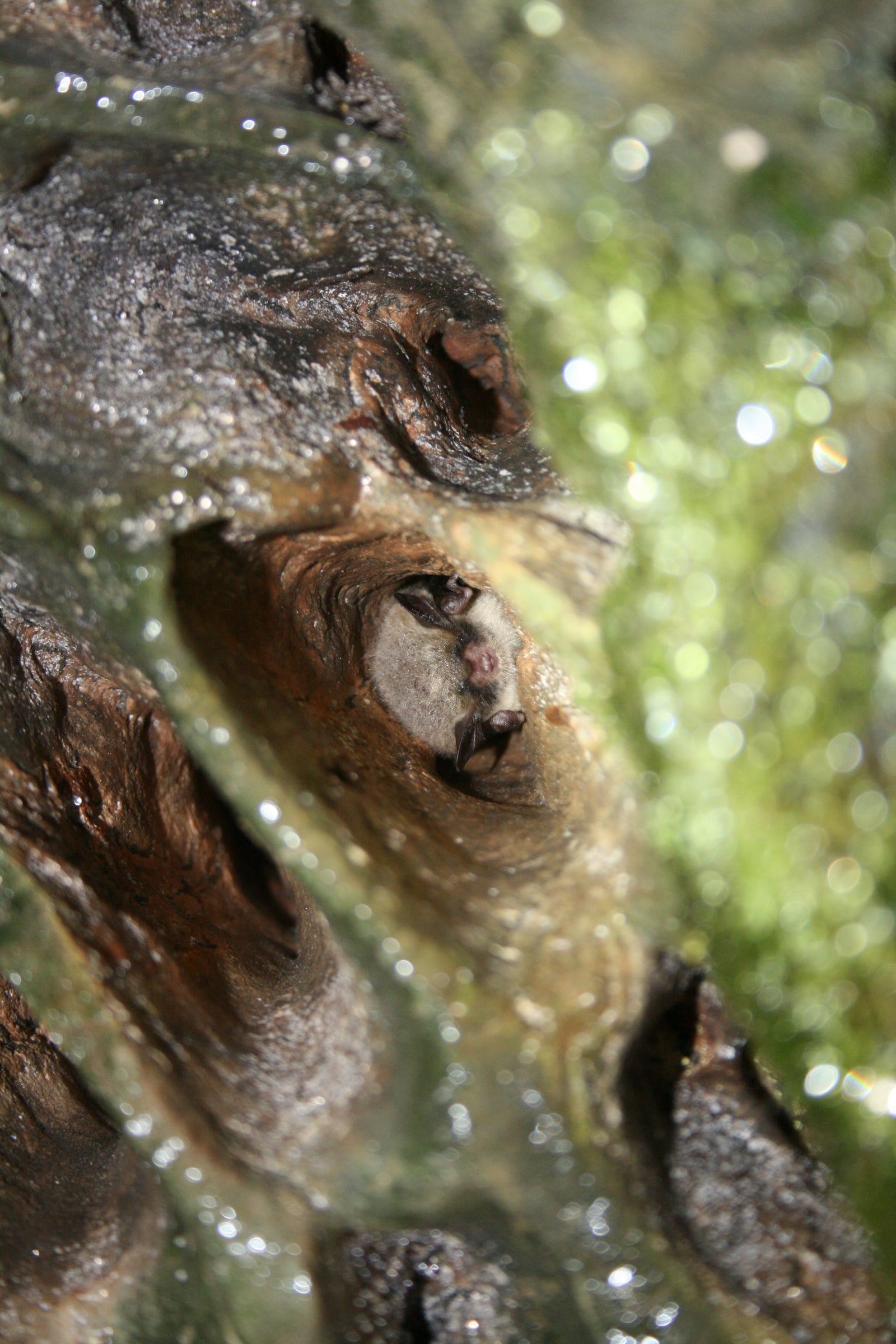 Northern myotis hibernating in a cave crevice beaded with condensation