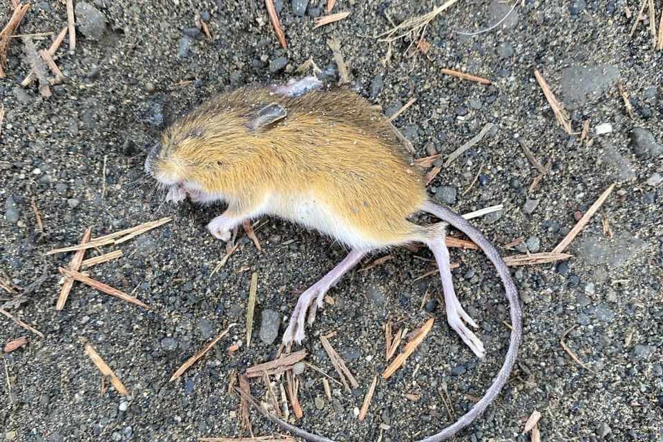 Northern Pacific Jumping Mouse (Zapus trinotatus)