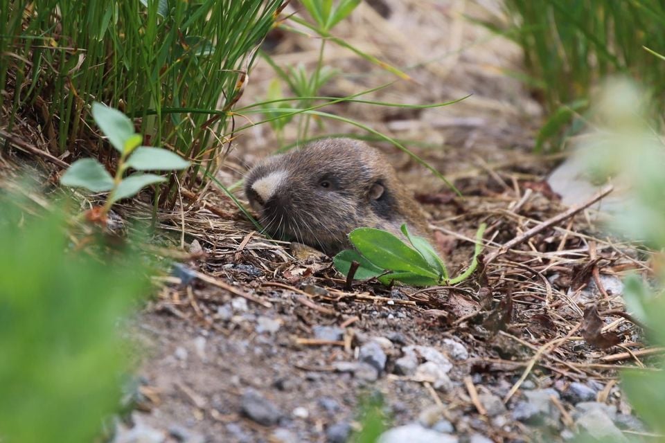 Northern pocket gopher in low vegetation