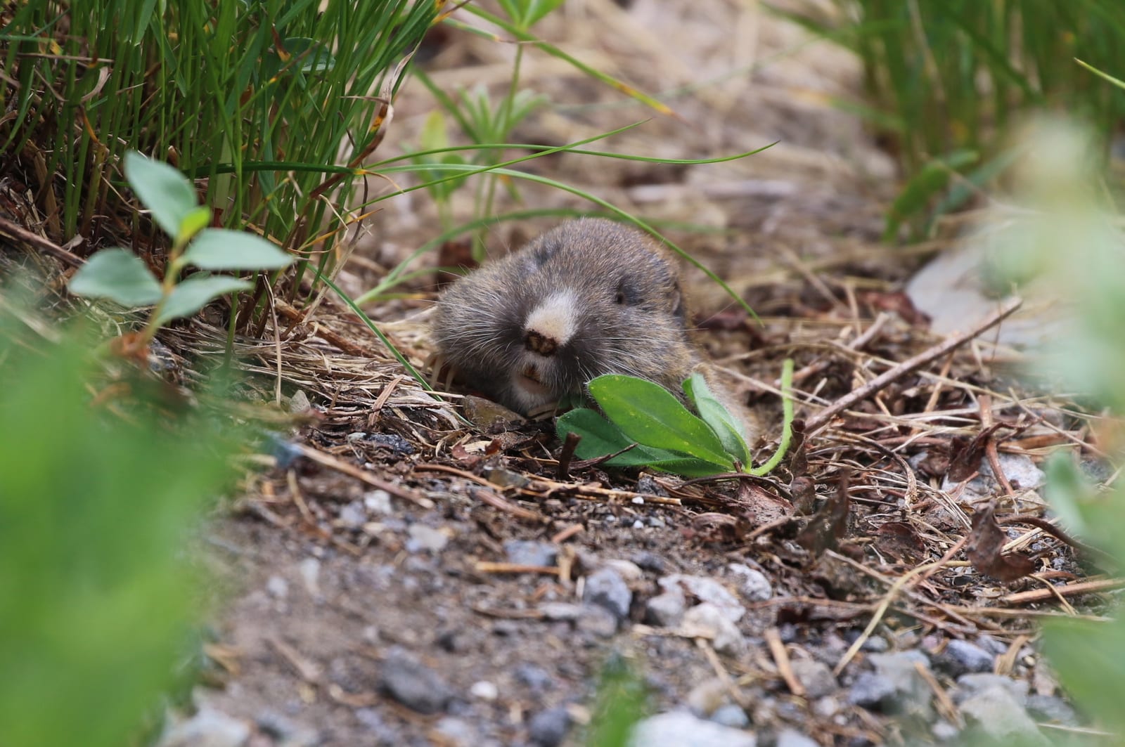 Northern pocket gopher facing forward among leaves