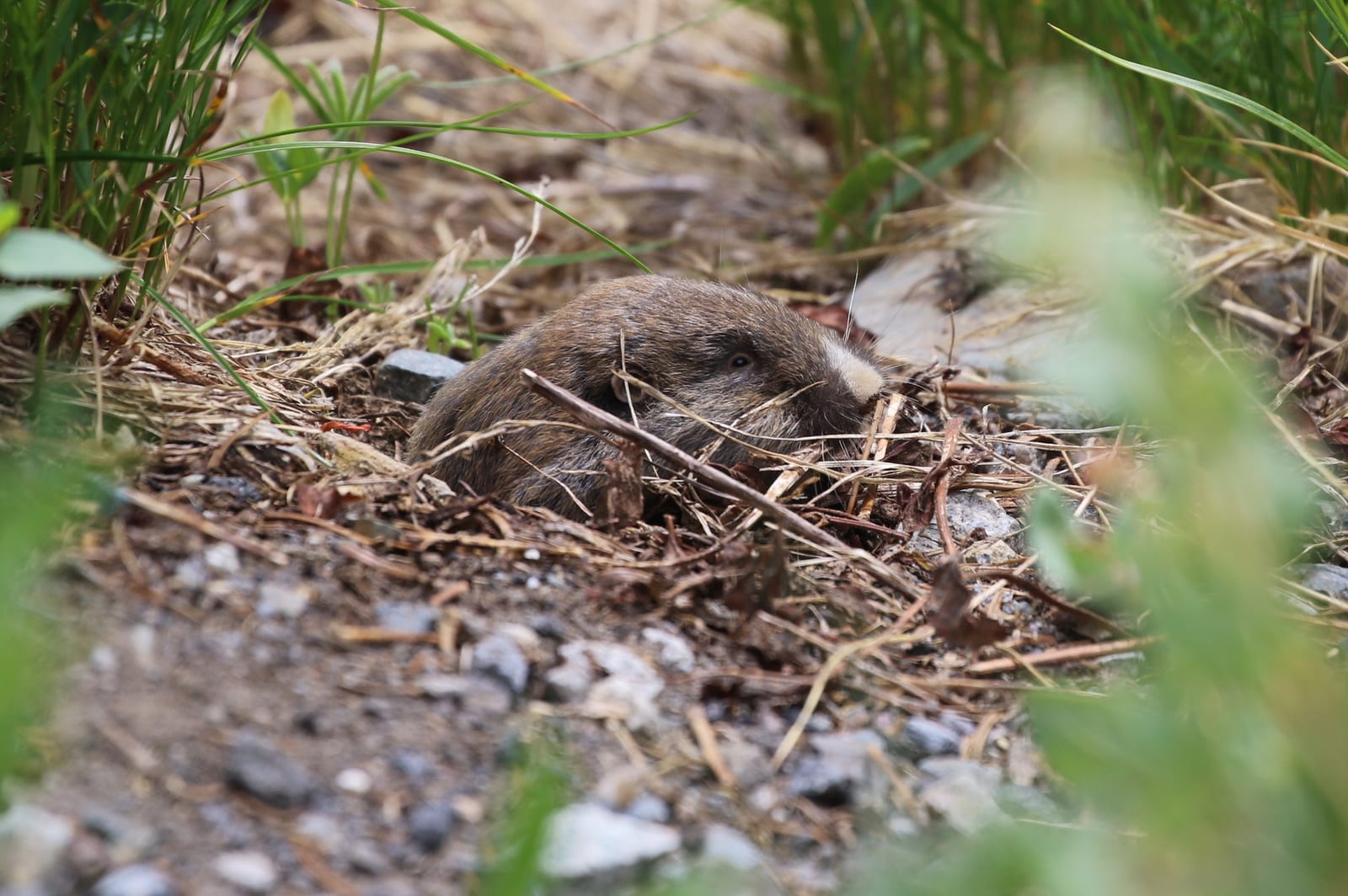 Northern pocket gopher partly hidden in ground cover