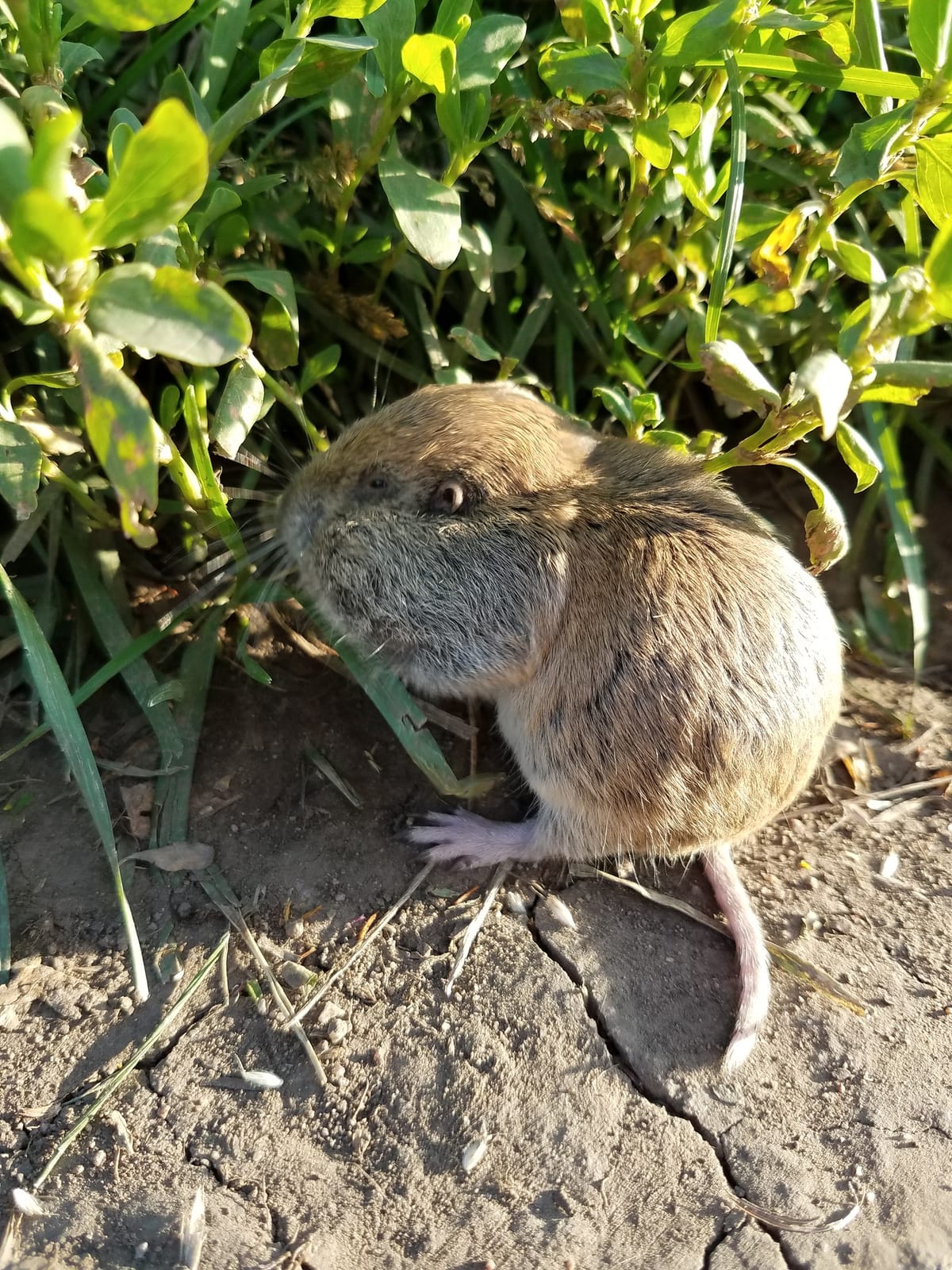 Northern pocket gopher feeding beside green plants