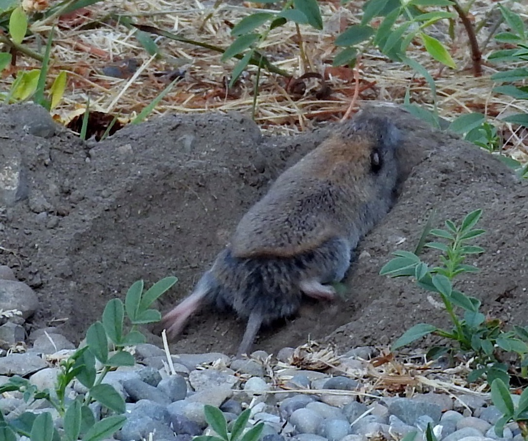 Northern pocket gopher climbing over a fresh soil mound