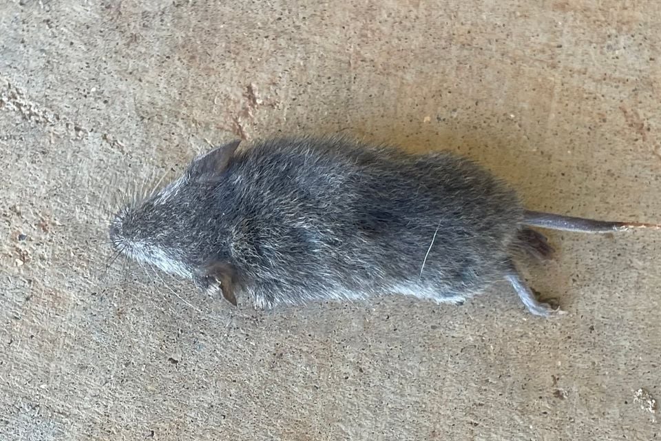 Northern pygmy mouse tucked into dry grass cover in Texas