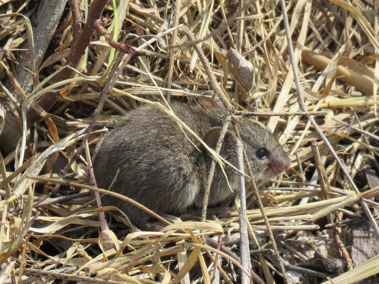 Northern pygmy mouse tucked into dry grass cover in Texas