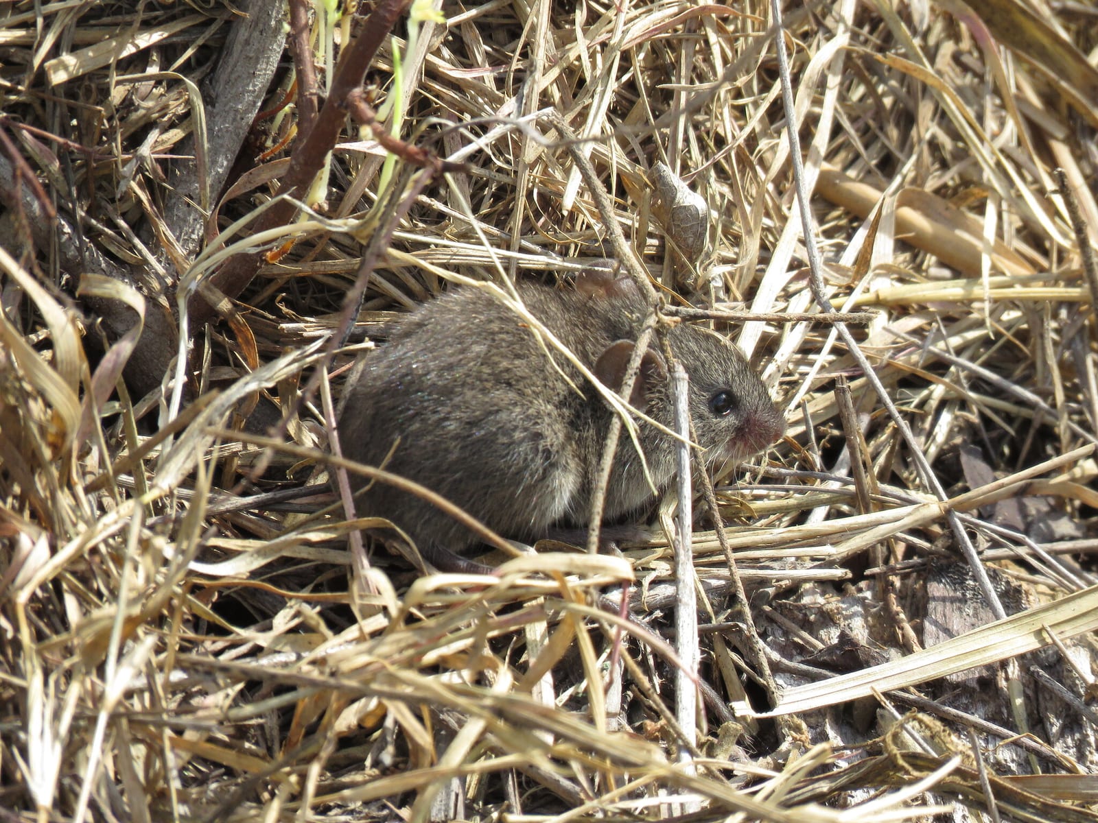 Northern pygmy mouse peering out from dry grass thatch