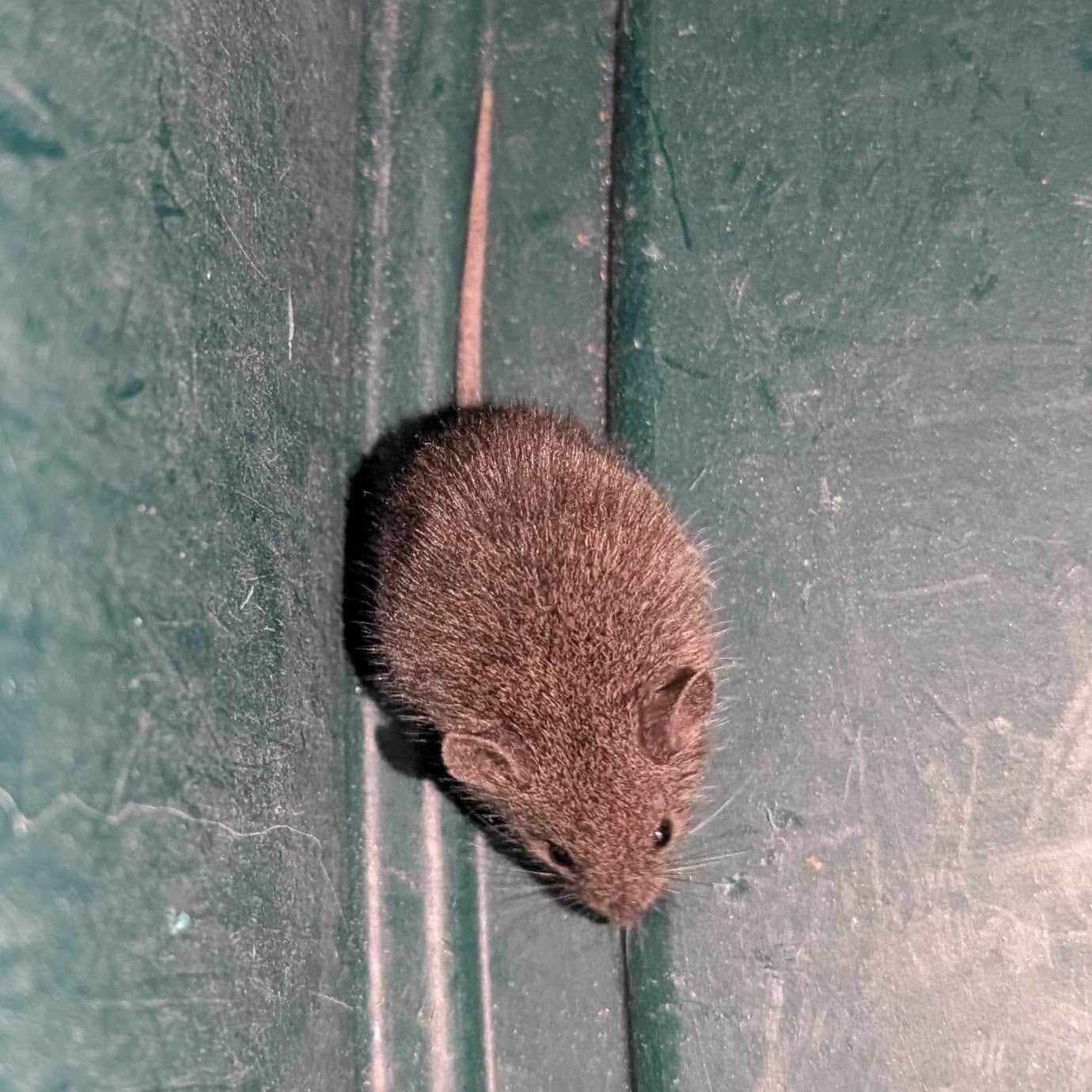 Northern Pygmy Mouse (Baiomys taylori)