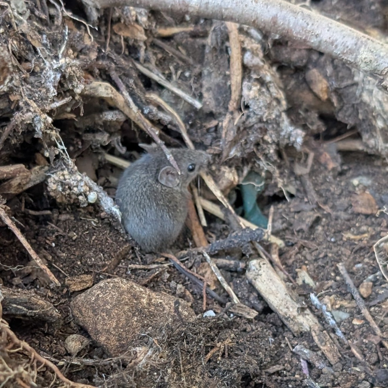 Northern Pygmy Mouse (Baiomys taylori)