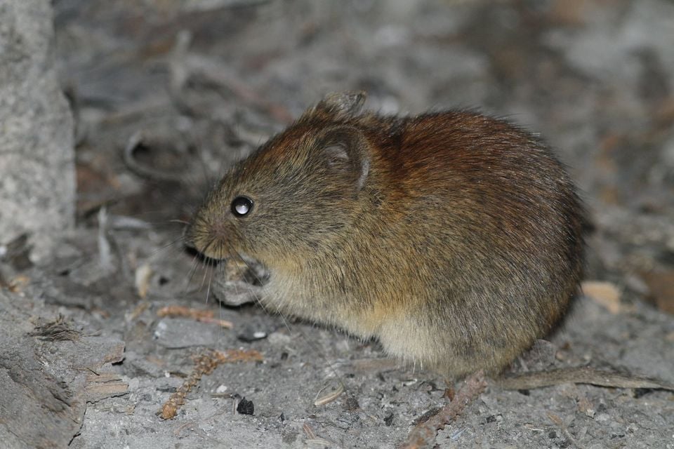 Northern Red-backed Vole (Clethrionomys rutilus)