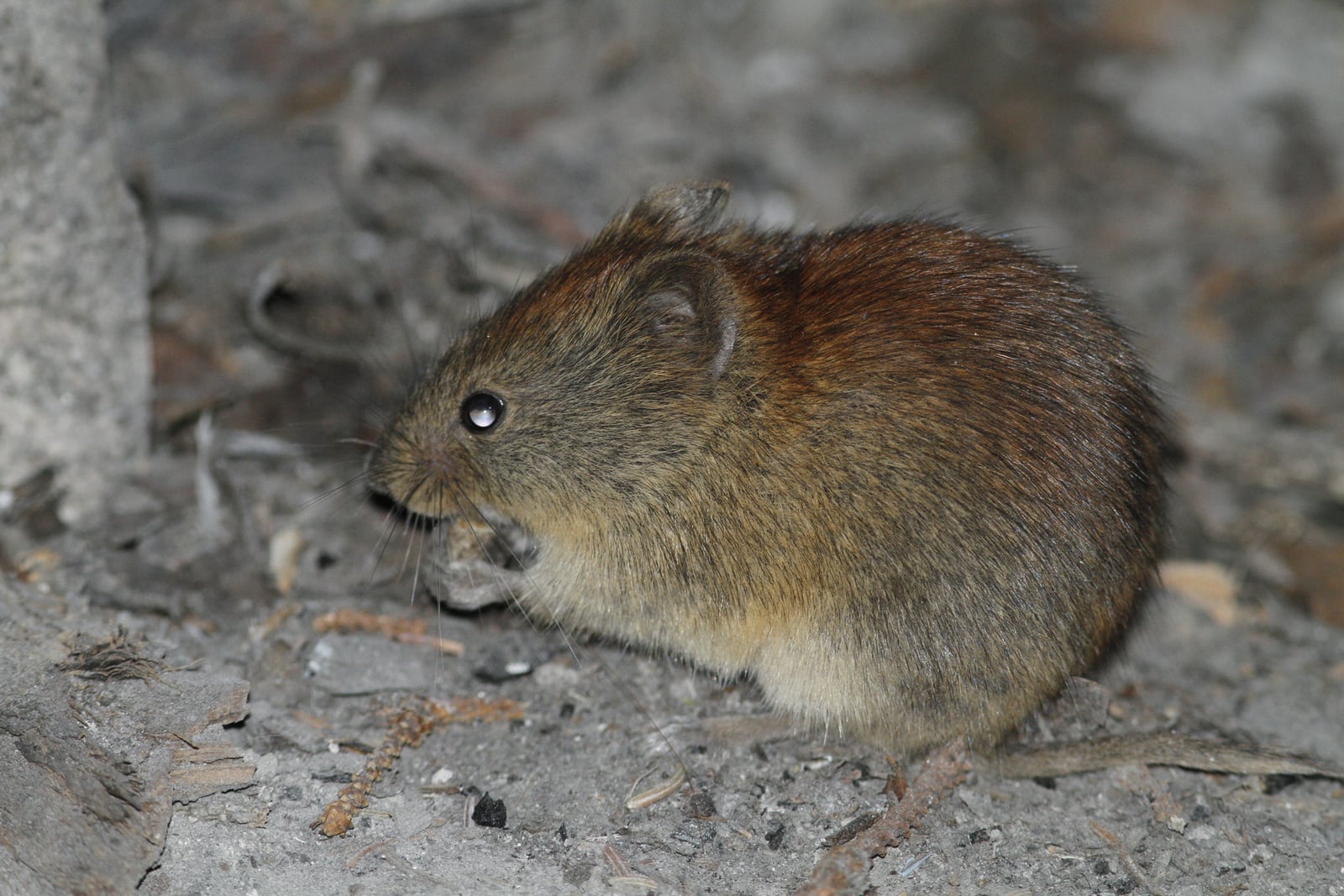 Northern Red-backed Vole (Clethrionomys rutilus)