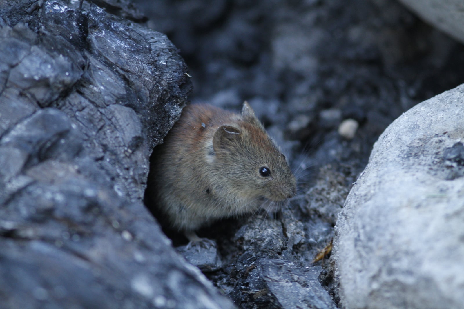 Northern Red-backed Vole (Clethrionomys rutilus)