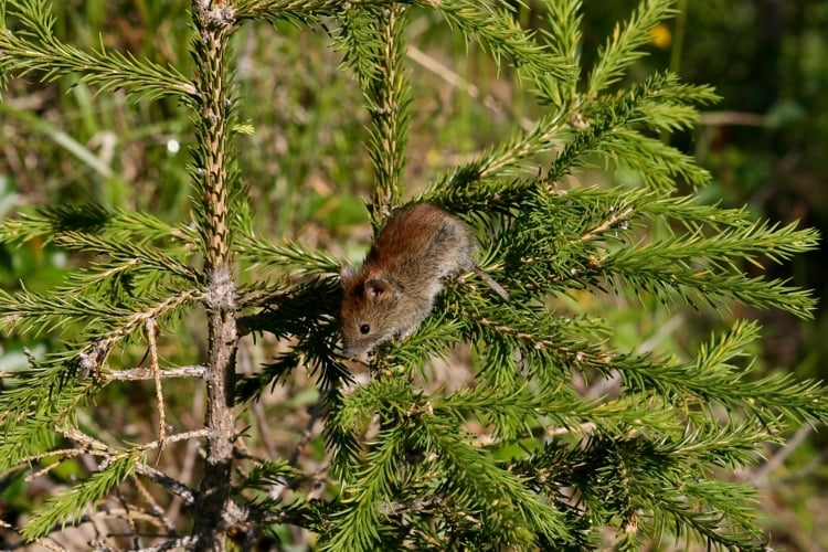 Northern red-backed vole climbing on a spruce branch, reddish back visible